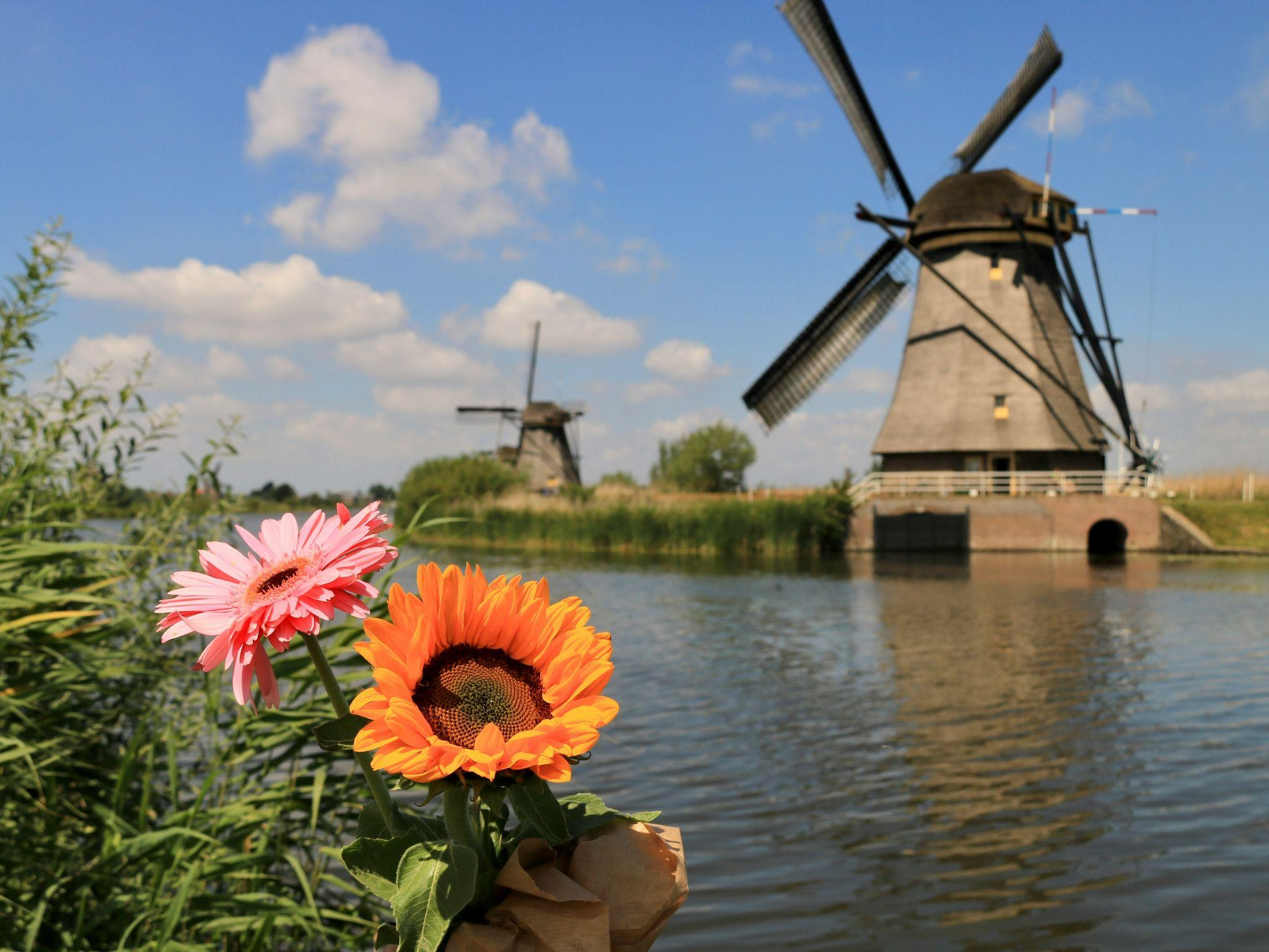 Windmills reflected on water with bright flowers in the Netherlands countryside.