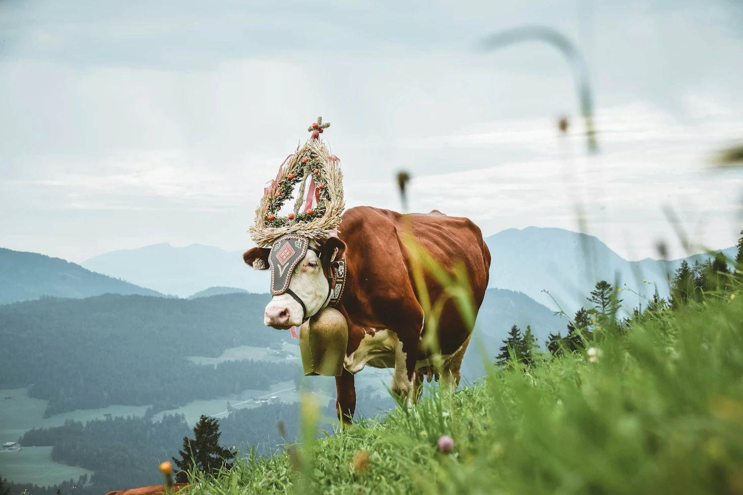 A cow grazing in the fields of Westendorf, Austria.